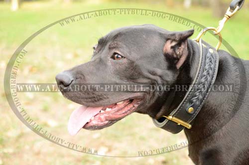 Braided Leather Dog Collar