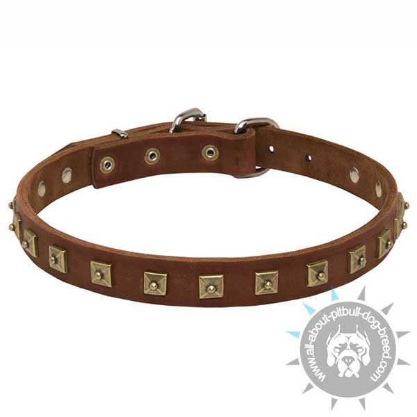 Beautiful Pitbull collar made of leather