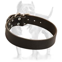 Pitbull leather dog collar