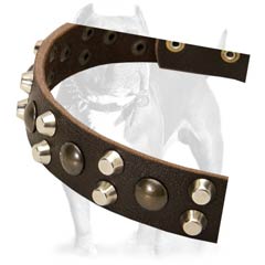 Designer leather dog collar