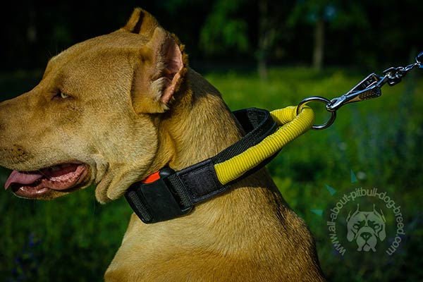 Fast grab nylon Pitbull collar