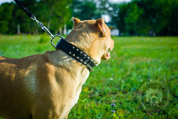 Functional nylon collar for Pitbull