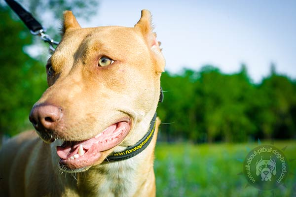 Pitbull nylon collar with rust-resistant hardware for quality control