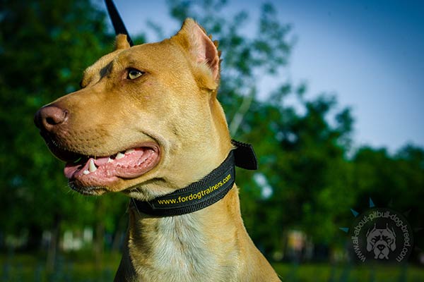 Pitbull nylon collar with durable quick release buckle for basic training