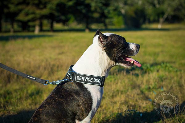 Pitbull nylon collar with rust-resistant hardware for any activity