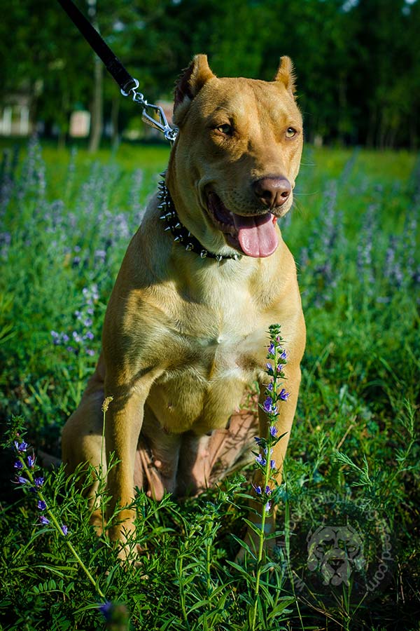 Pitbull daily collar made of durable nylon