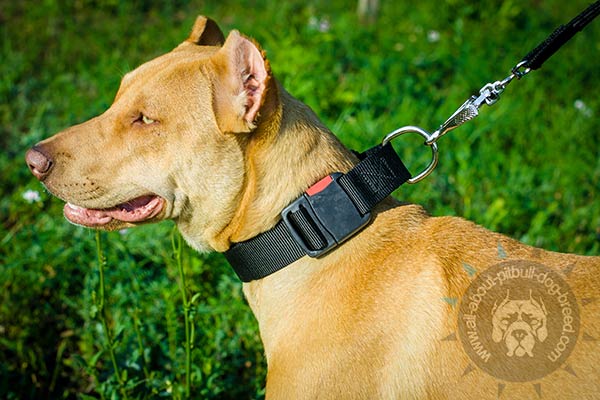 Easy to adjust nylon Pitbull collar