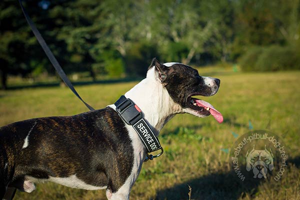 Easy to adjust nylon Pitbull collar