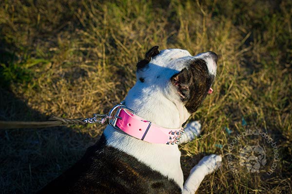 Pink Pitbull collar with nickel plated buckle