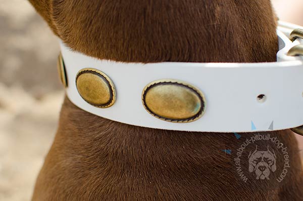 Studded white leather Pitbull collar