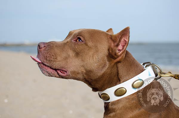 Delicate white Pitbull leather collar
