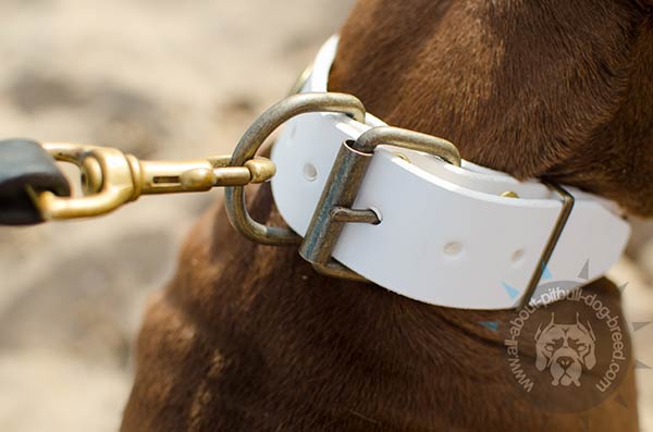Pitbull white leather collar with brass buckle