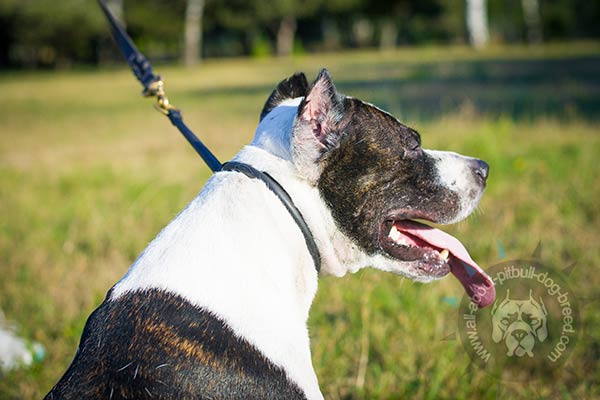 Rolled leather Pitbull choke collar with smooth surface