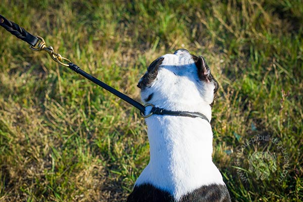 Round leather Pitbull collar with sturdy O-rings