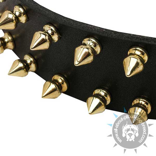 Shiny Brass Spikes on Leather Dog Collar