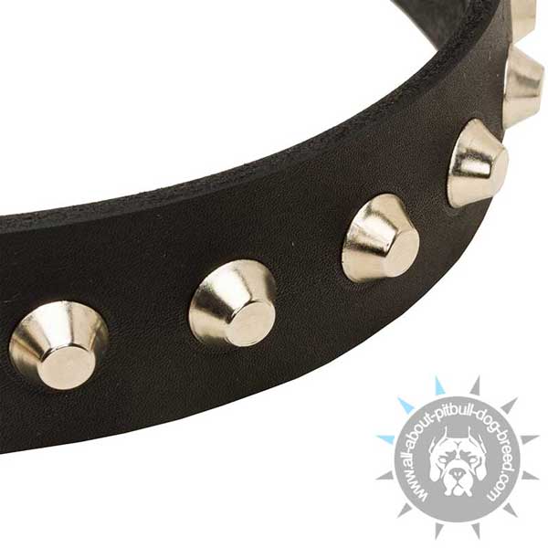 Pitbull Walking Collar with Nickel Decoration