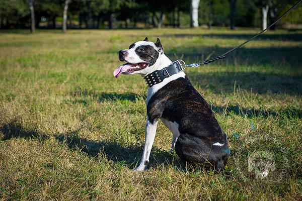 Casual Pitbull collar with shining decorations