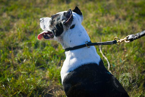 Quick in action Pitbull choke collar