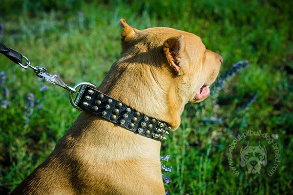 Leather Pitbull collar with riveted hardware