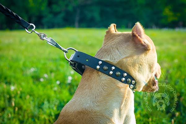 Almost unbreakable Pitbull leather collar 