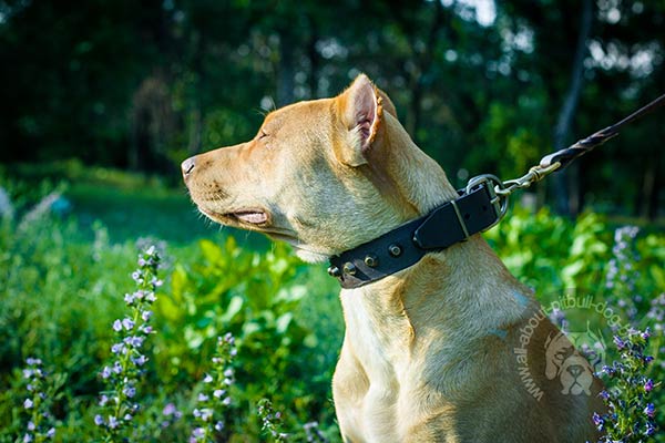 Wear-resistant Pitbull leather collar