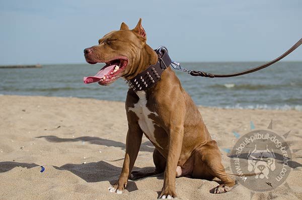 Handmade spiky Pitbull collar