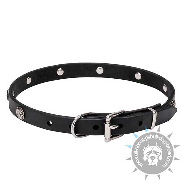 Narrow Leather Dog Collar with Riveted Hardware