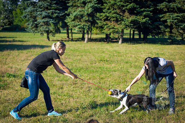 Strong leather collar for Pitbull training