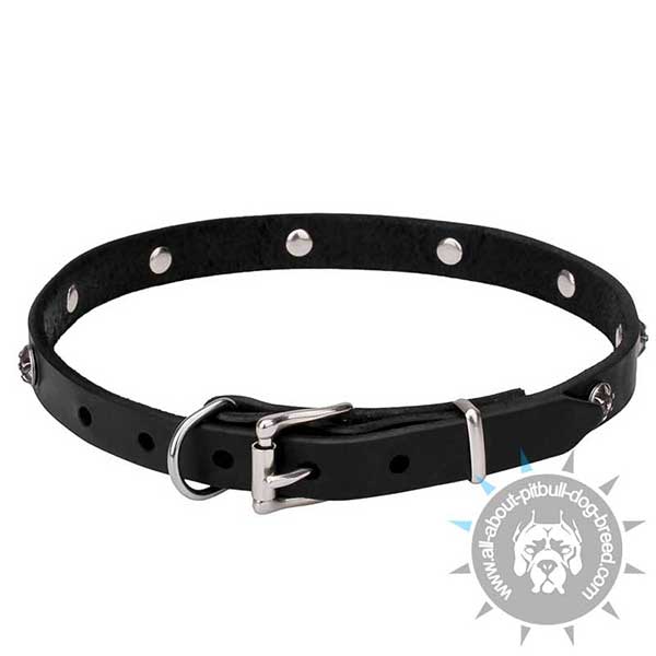 Adjustable Narrow Dog Collar with Chrome Plated Hardware