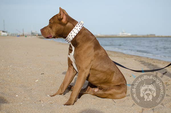 Adjustable white leather Pitbull collar