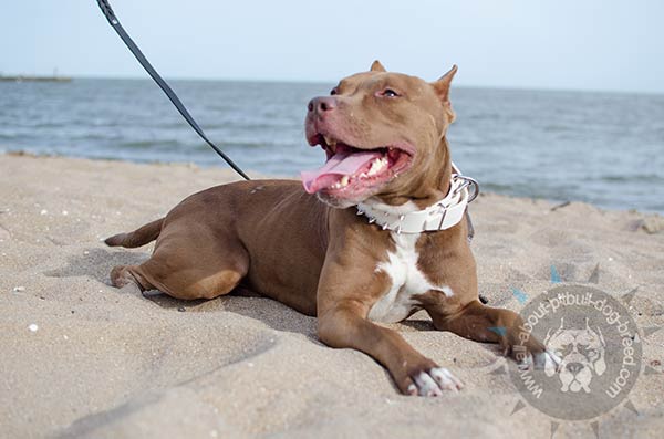 White Pitbull collar with spikes