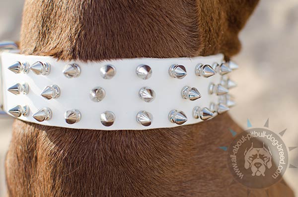 White Pitbull collar with rounded edges