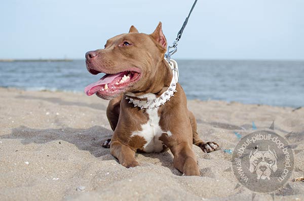 Walking leather Pitbull collar of white color
