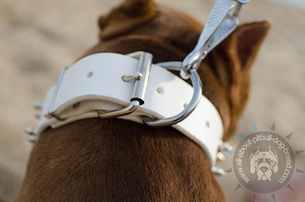 Resistant white leather Pitbull collar