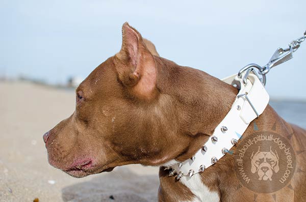 White spiky collar for Pitbull