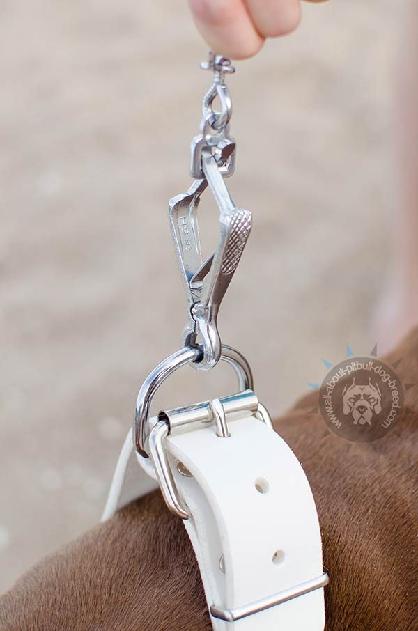 Easy to attach white leather Pitbull collar