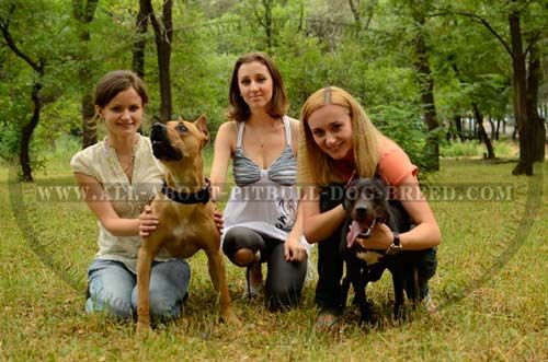 All-Weather Nylon Dog Collar with Easy Quick Release Buckle for Pitbull