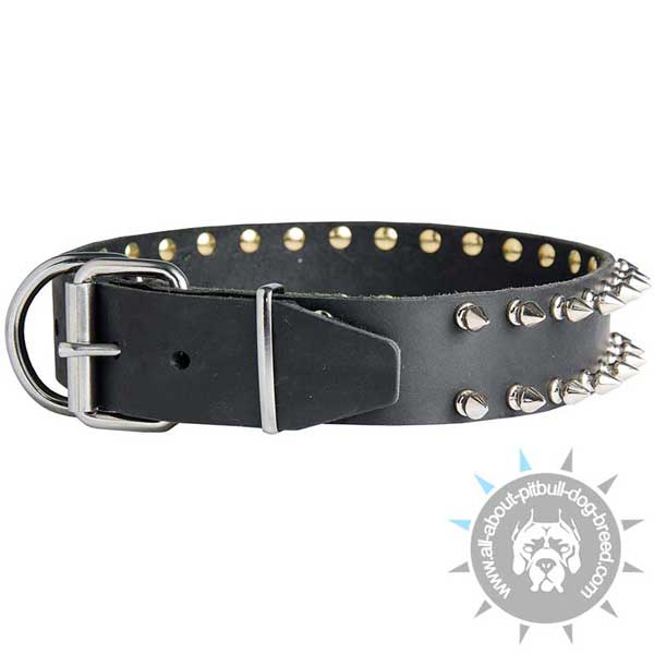 Leather Pitbull collar with buckle and D-ring