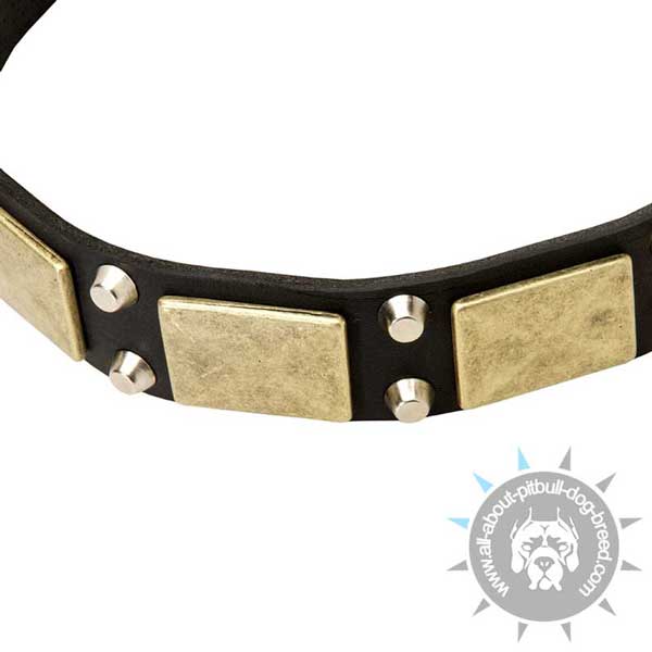 Leather dog collar for regular wear