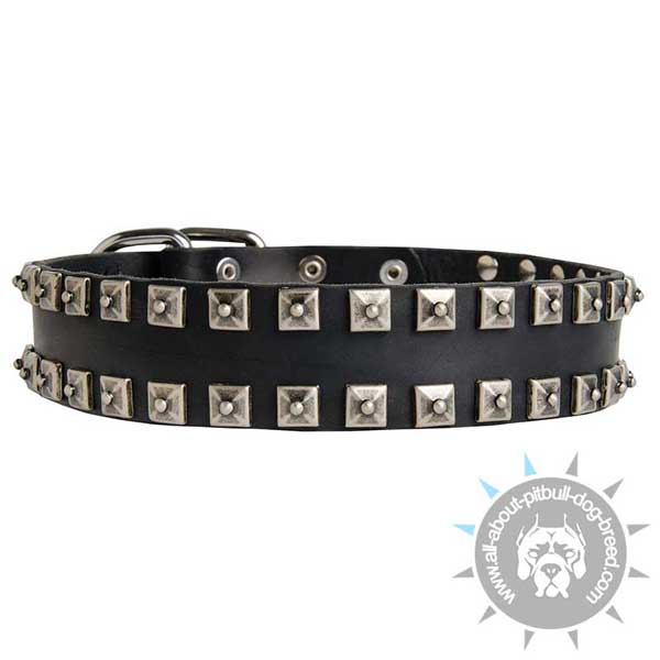 Walking leather dog collar embellished with silvery studs