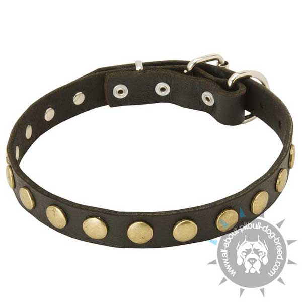 Pitbull Wakling Collar with Brass Circles