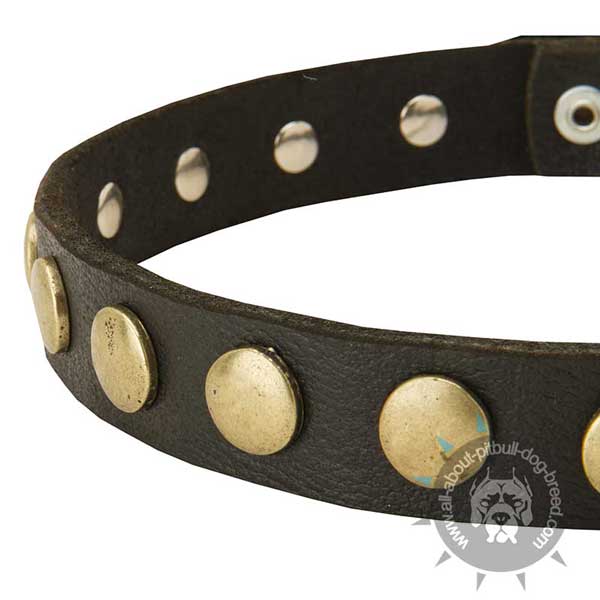 Stylish Pitbull Collar of Genuine Leather