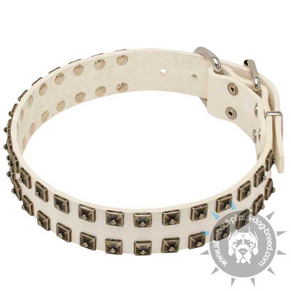 White leather Pit Bull collar accented with 2 row of studs