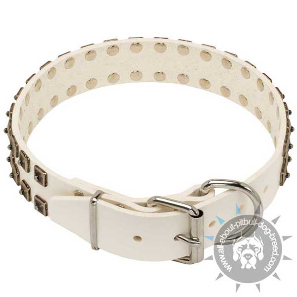 White leather Pitbull collar with studs