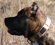 Wide DOG COLLAR For PITBULLS with Vintage Plates