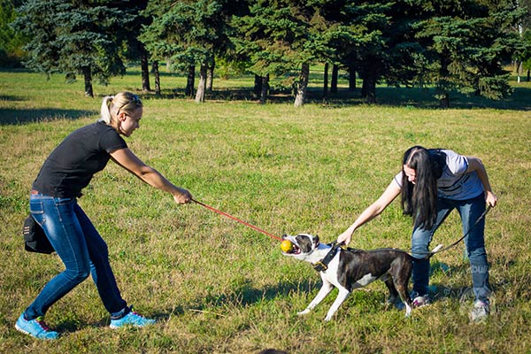 Pitbull rubber ball reliable with handle for playing