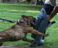 Dog Protection Leg Bite Sleeve with Bar for Pitbull Training