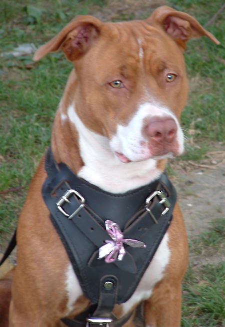 leather dog harness for pitbull