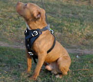 Pitbull Leather Dog Harness for tracking training walking American PitBull Terrier Harness Collar Leash Muzzle Pitbull Supplies 2024 BUY NOW