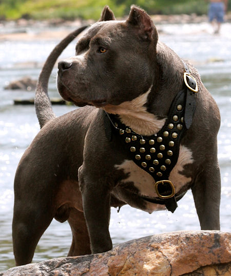 Easy Adjustable Walking Leather Pitbull Harness